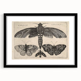 Vintage Gothic Insect Art - Moths and Butterflies Gothic Wall Print