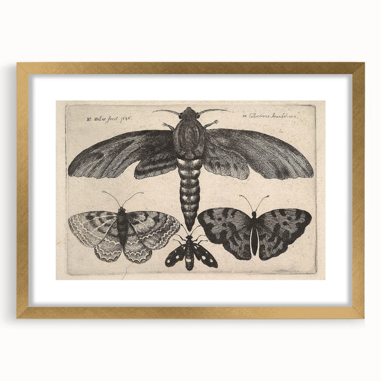 Vintage Gothic Insect Art - Moths and Butterflies Gothic Wall Print