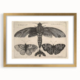 Vintage Gothic Insect Art - Moths and Butterflies Gothic Wall Print