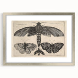 Vintage Gothic Insect Art - Moths and Butterflies Gothic Wall Print