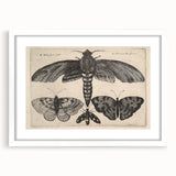 Vintage Gothic Insect Art - Moths and Butterflies Gothic Wall Print
