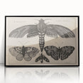 Vintage Gothic Insect Art - Moths and Butterflies Gothic Wall Print