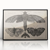 Vintage Gothic Insect Art - Moths and Butterflies Gothic Wall Print