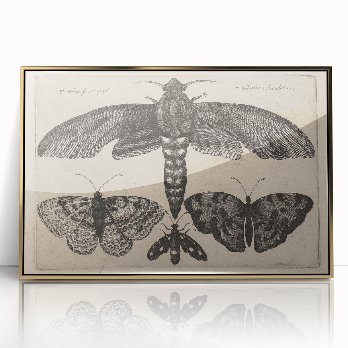 Vintage Gothic Insect Art - Moths and Butterflies Gothic Wall Print