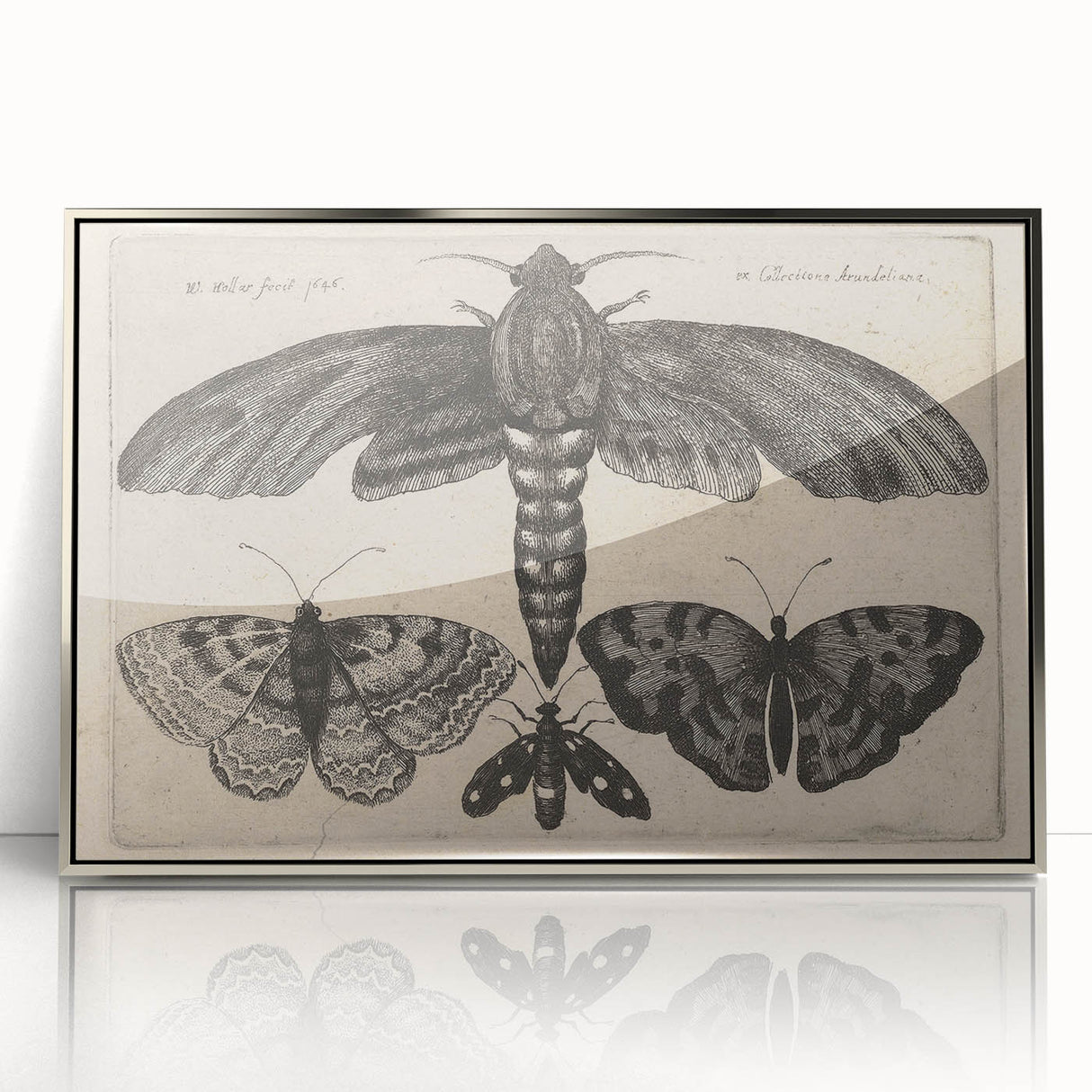 Vintage Gothic Insect Art - Moths and Butterflies Gothic Wall Print