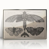 Vintage Gothic Insect Art - Moths and Butterflies Gothic Wall Print
