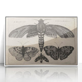 Vintage Gothic Insect Art - Moths and Butterflies Gothic Wall Print
