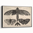 Vintage Gothic Insect Art - Moths and Butterflies Gothic Wall Print