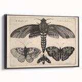 Vintage Gothic Insect Art - Moths and Butterflies Gothic Wall Print