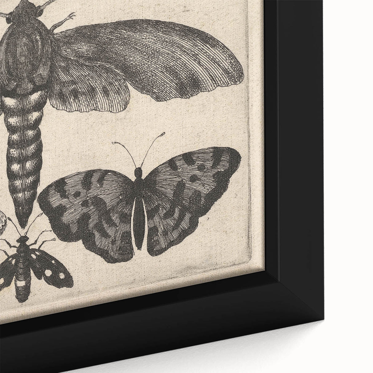 Vintage Gothic Insect Art - Moths and Butterflies Gothic Wall Print