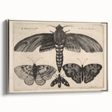 Vintage Gothic Insect Art - Moths and Butterflies Gothic Wall Print