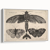 Vintage Gothic Insect Art - Moths and Butterflies Gothic Wall Print