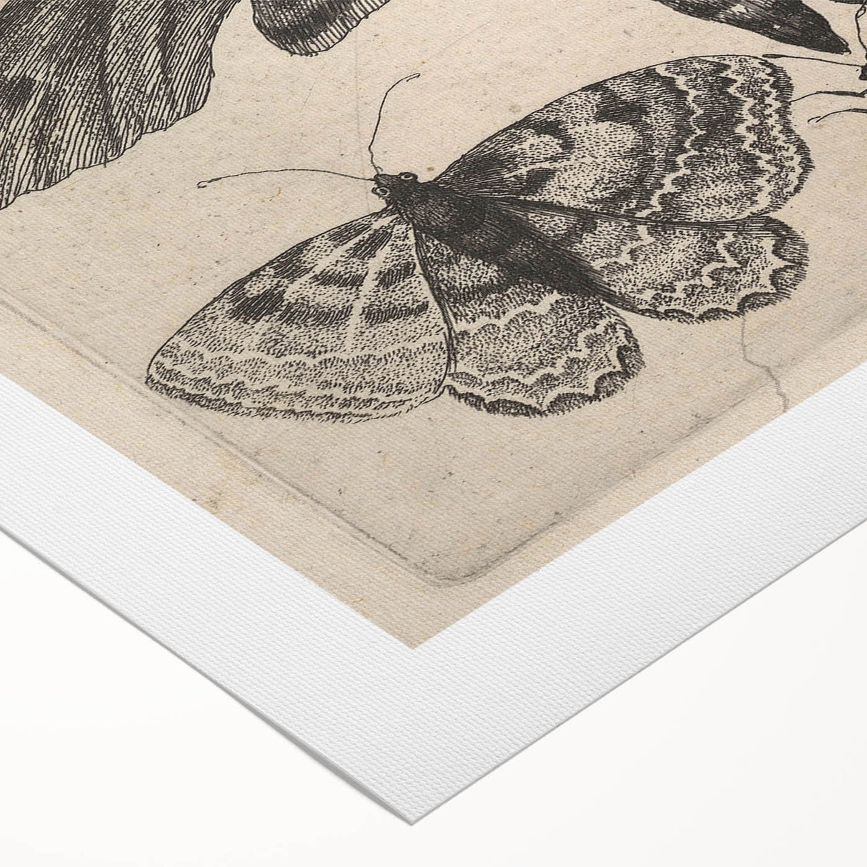 Vintage Gothic Insect Art - Moths and Butterflies Gothic Wall Print