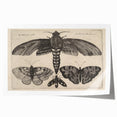 Vintage Gothic Insect Art - Moths and Butterflies Gothic Wall Print