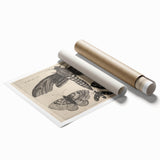 Vintage Gothic Insect Art - Moths and Butterflies Gothic Wall Print