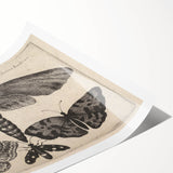 Vintage Gothic Insect Art - Moths and Butterflies Gothic Wall Print