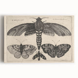 Vintage Gothic Insect Art - Moths and Butterflies Gothic Wall Print