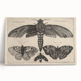 Vintage Gothic Insect Art - Moths and Butterflies Gothic Wall Print