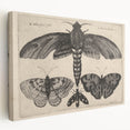 Vintage Gothic Insect Art - Moths and Butterflies Gothic Wall Print