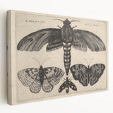Vintage Gothic Insect Art - Moths and Butterflies Gothic Wall Print