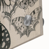 Gothic Artworks - Vintage Insect Illustration on Medieval Gothic Canvas