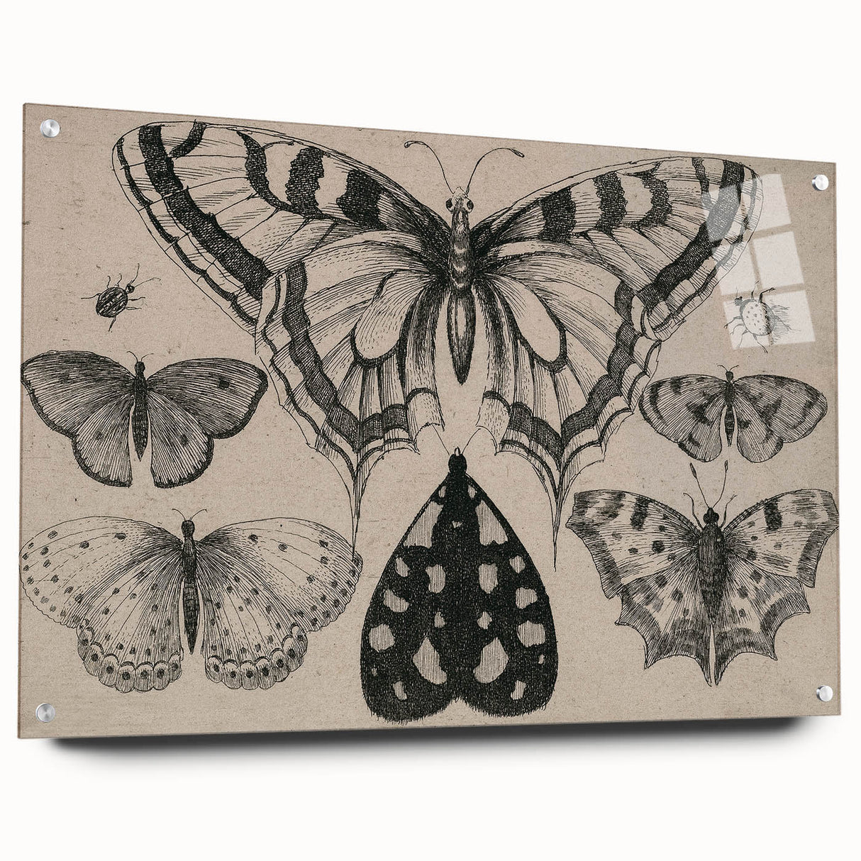 Gothic Artworks - Vintage Insect Illustration on Medieval Gothic Canvas