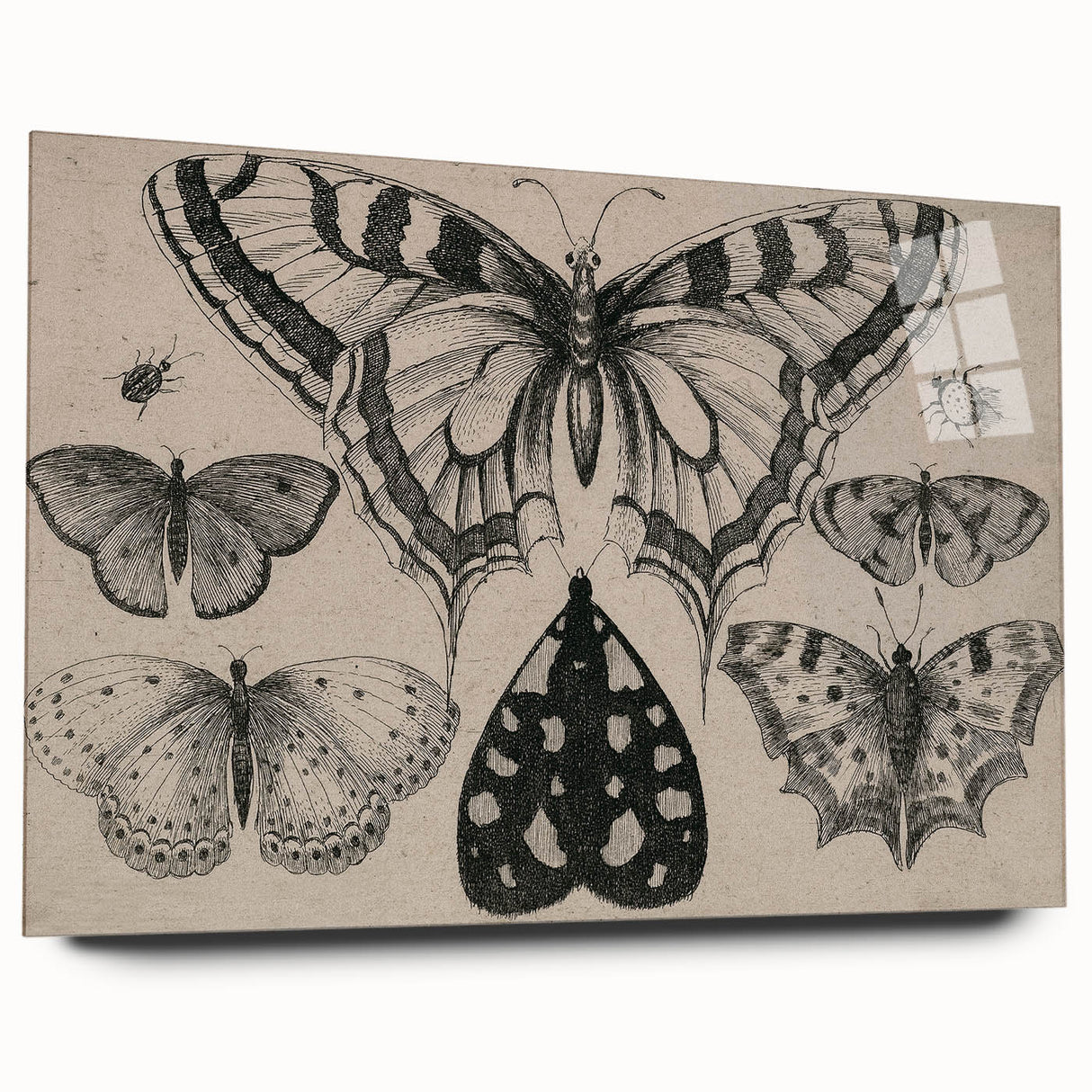 Gothic Artworks - Vintage Insect Illustration on Medieval Gothic Canvas