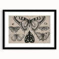 Gothic Artworks - Vintage Insect Illustration on Medieval Gothic Canvas