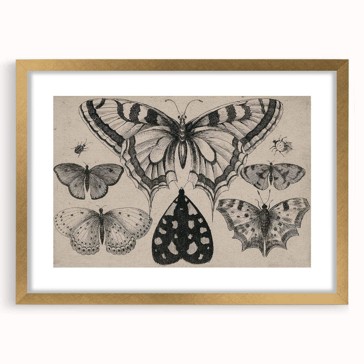 Gothic Artworks - Vintage Insect Illustration on Medieval Gothic Canvas