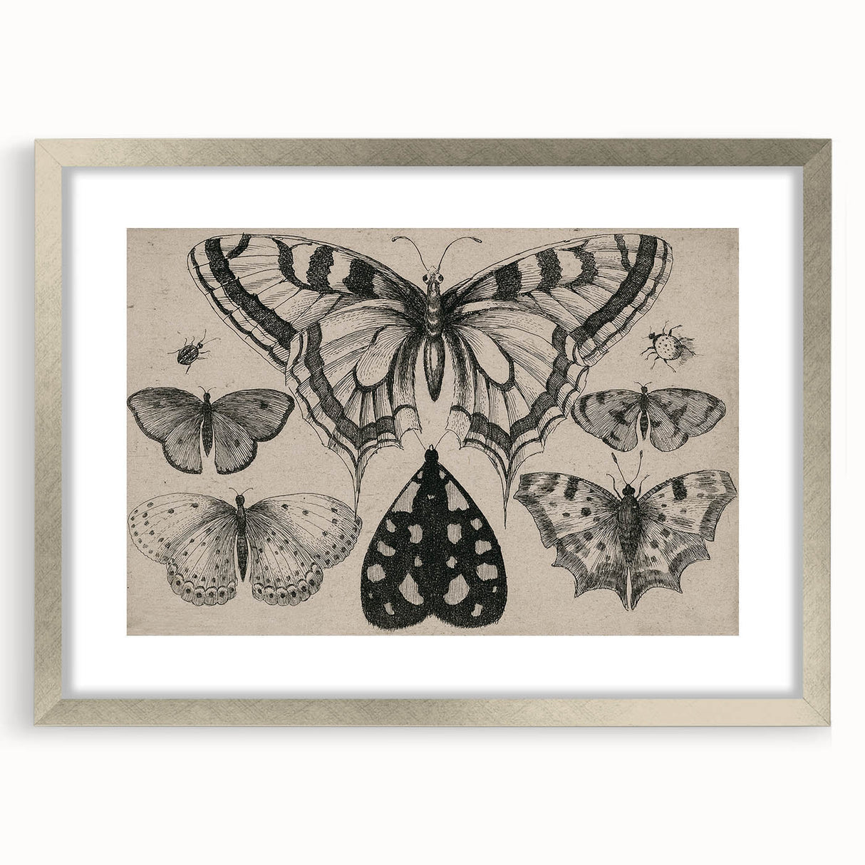 Gothic Artworks - Vintage Insect Illustration on Medieval Gothic Canvas