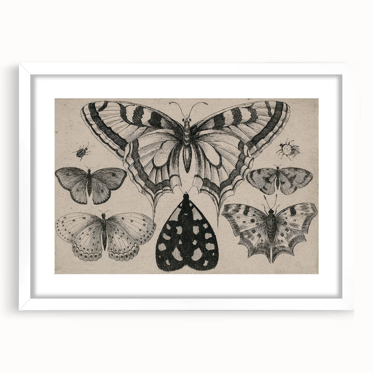 Gothic Artworks - Vintage Insect Illustration on Medieval Gothic Canvas