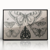 Gothic Artworks - Vintage Insect Illustration on Medieval Gothic Canvas