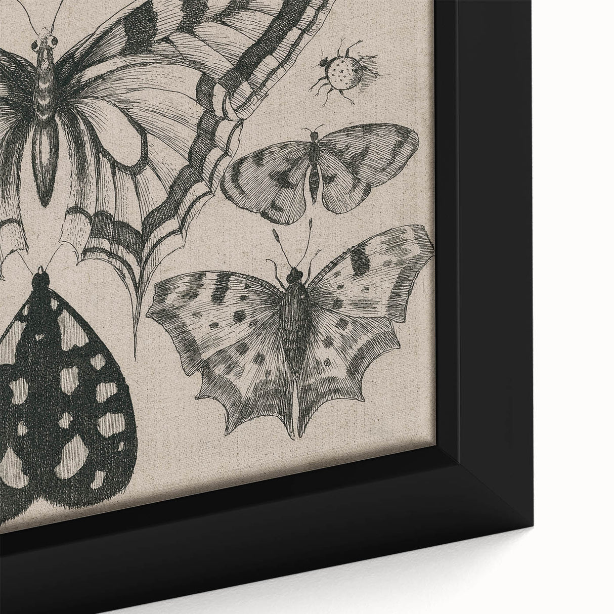 Gothic Artworks - Vintage Insect Illustration on Medieval Gothic Canvas