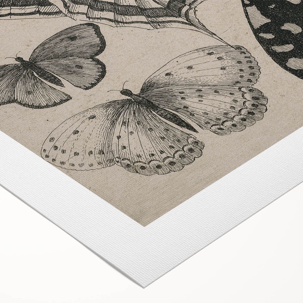 Gothic Artworks - Vintage Insect Illustration on Medieval Gothic Canvas