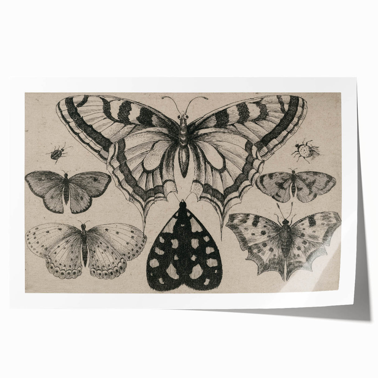 Gothic Artworks - Vintage Insect Illustration on Medieval Gothic Canvas