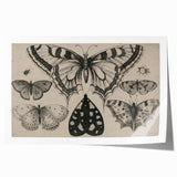 Gothic Artworks - Vintage Insect Illustration on Medieval Gothic Canvas