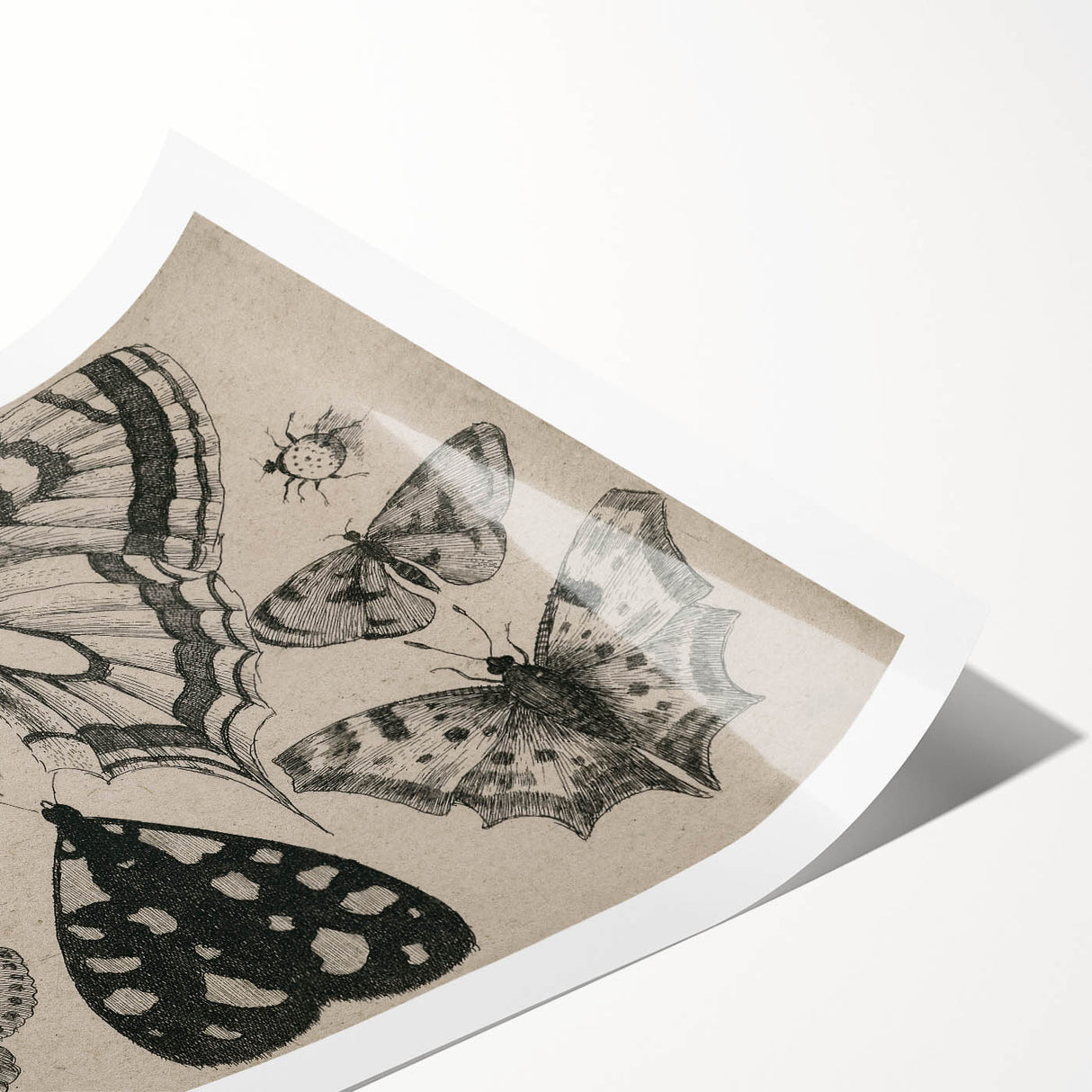 Gothic Artworks - Vintage Insect Illustration on Medieval Gothic Canvas