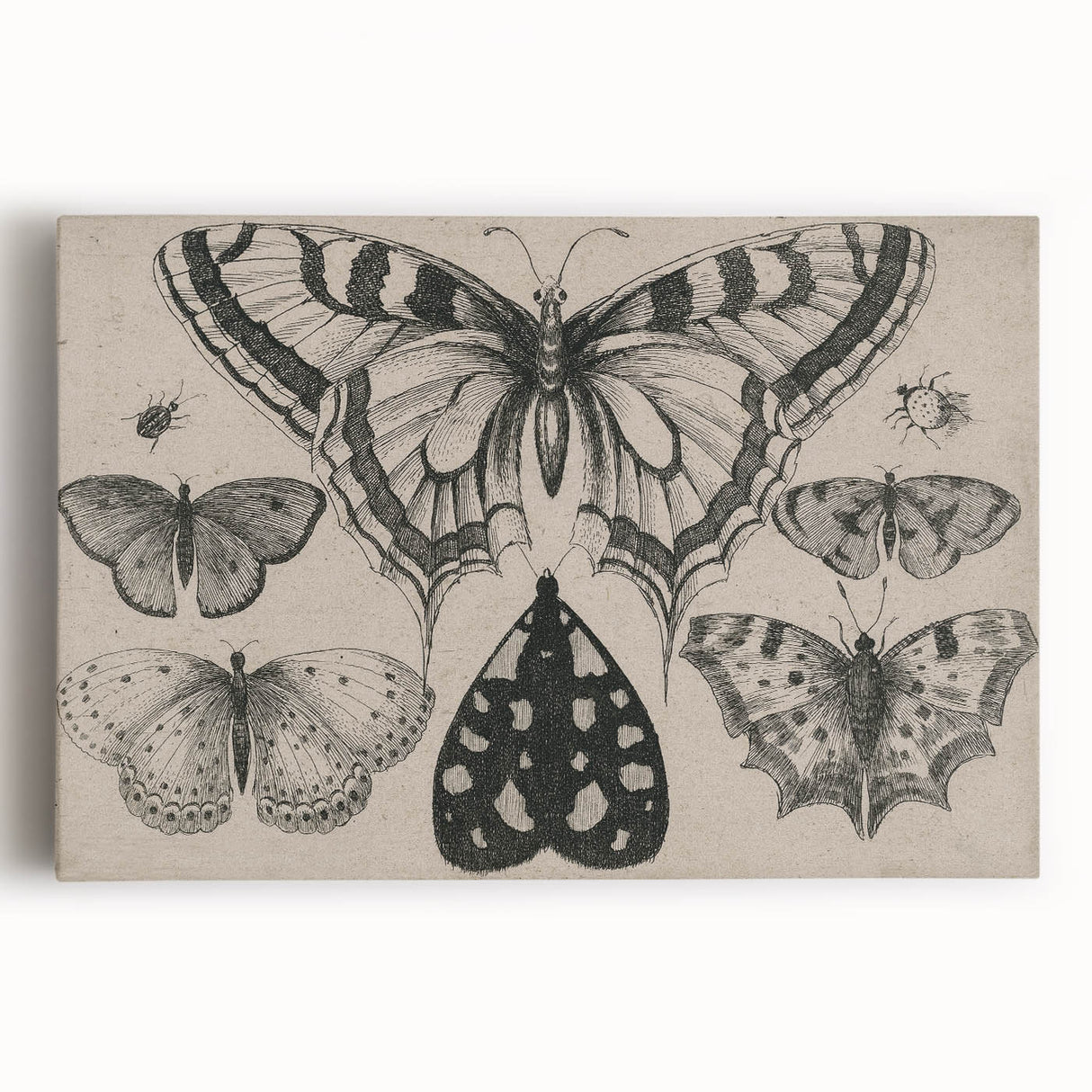 Gothic Artworks - Vintage Insect Illustration on Medieval Gothic Canvas