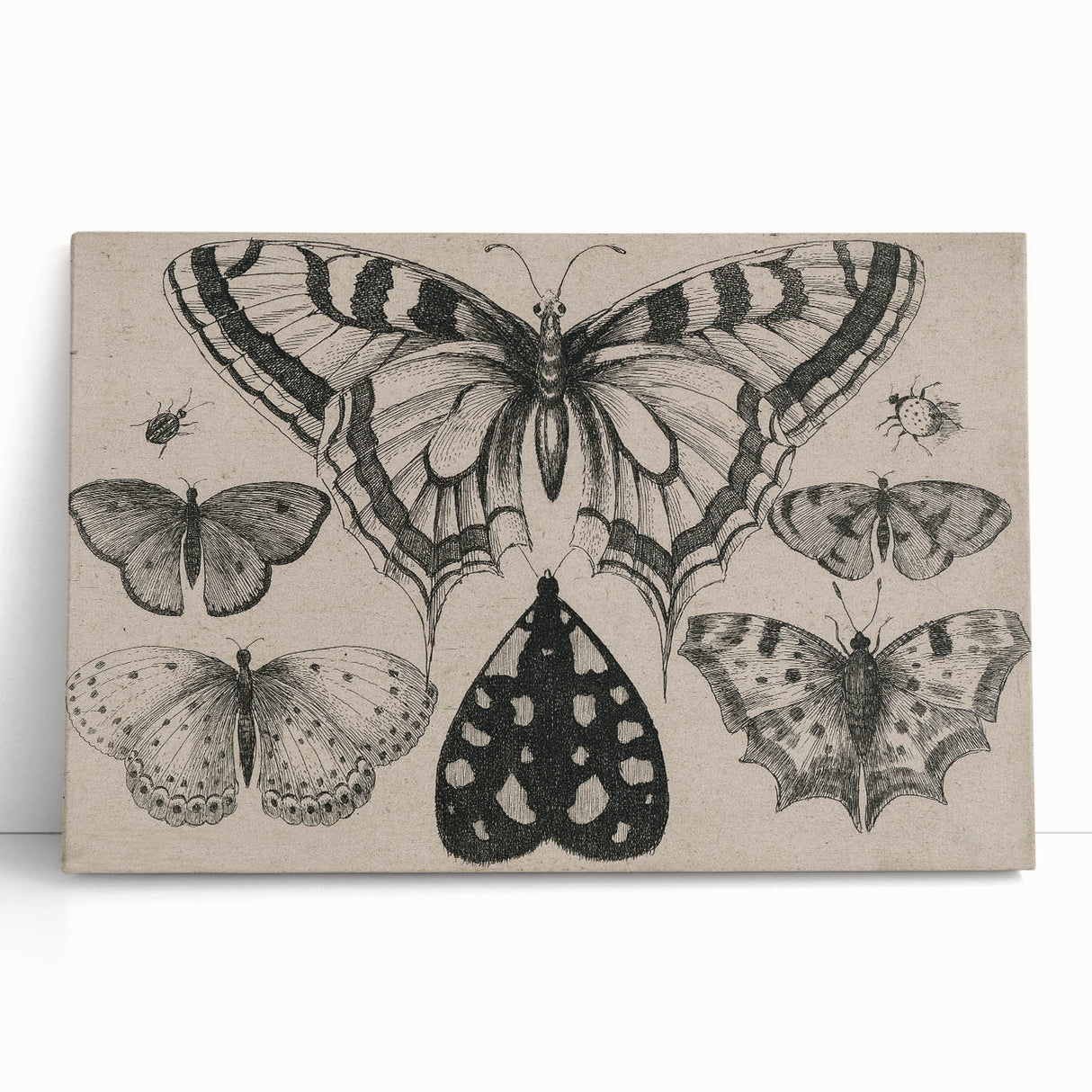 Gothic Artworks - Vintage Insect Illustration on Medieval Gothic Canvas