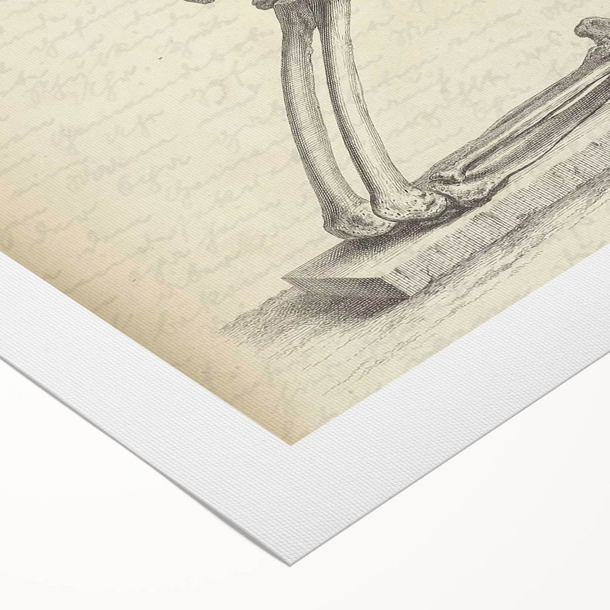 Gothic Wall Art | Medieval Gothic Canvas with Skeleton Illustration