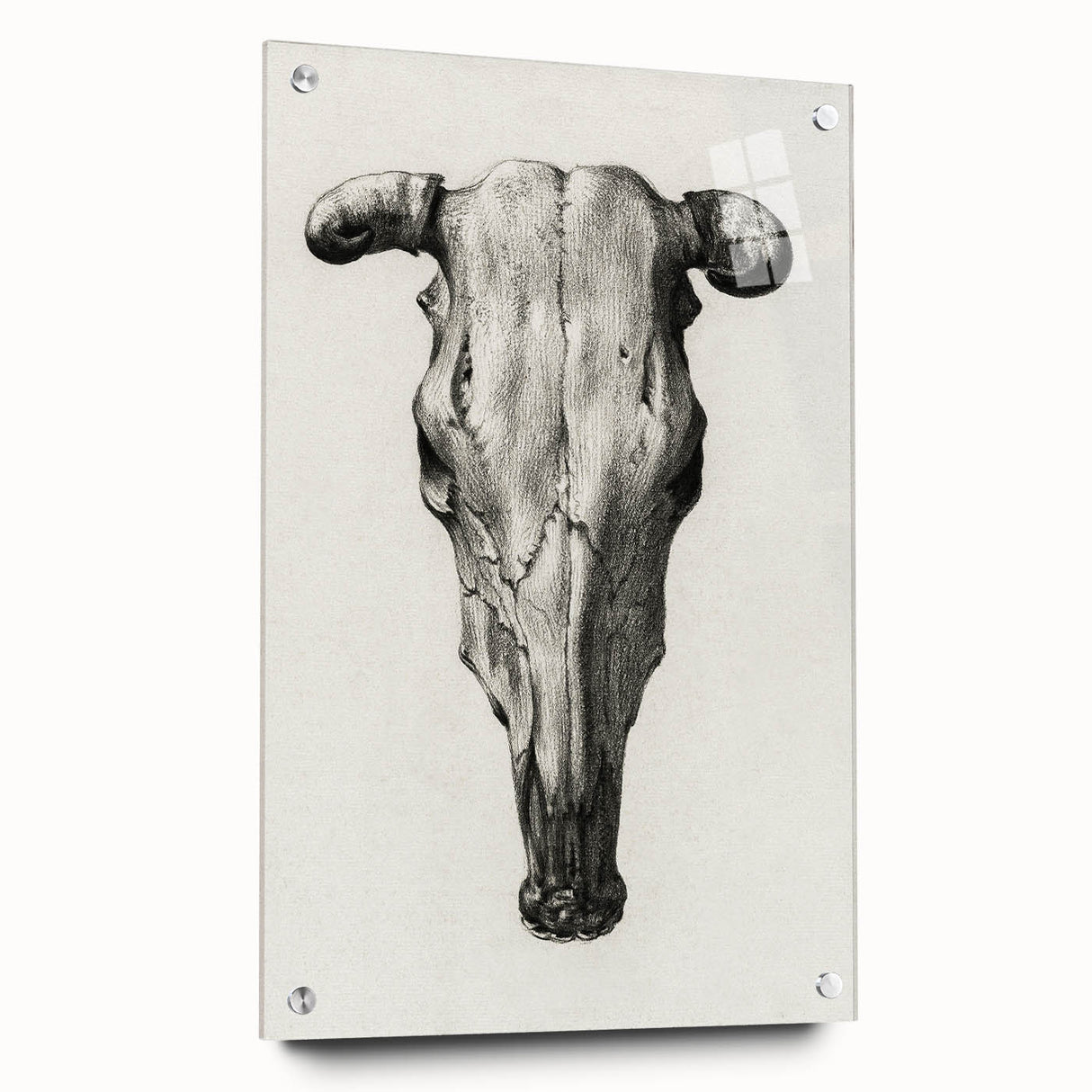 Gothic Artworks - Vintage Skull Illustration Medieval Gothic Canvas Print