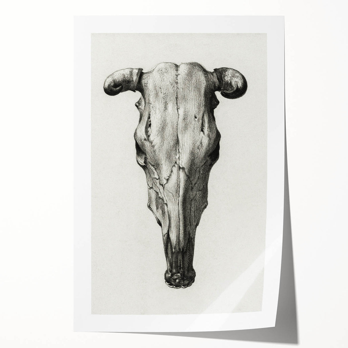 Gothic Artworks - Vintage Skull Illustration Medieval Gothic Canvas Print