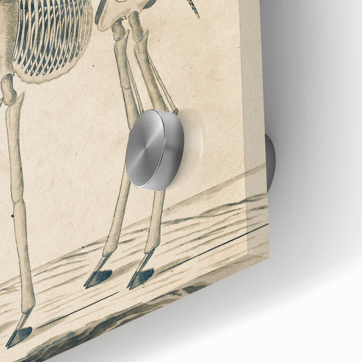 Medieval Gothic Canvas - Giraffe Skeleton Illustration Gothic Wall Art
