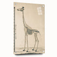 Medieval Gothic Canvas - Giraffe Skeleton Illustration Gothic Wall Art