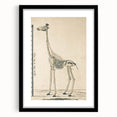 Medieval Gothic Canvas - Giraffe Skeleton Illustration Gothic Wall Art