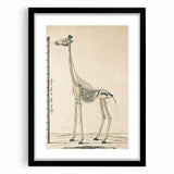 Medieval Gothic Canvas - Giraffe Skeleton Illustration Gothic Wall Art
