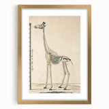 Medieval Gothic Canvas - Giraffe Skeleton Illustration Gothic Wall Art