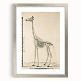 Medieval Gothic Canvas - Giraffe Skeleton Illustration Gothic Wall Art