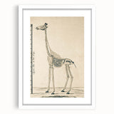 Medieval Gothic Canvas - Giraffe Skeleton Illustration Gothic Wall Art