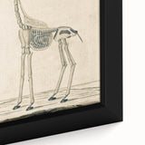 Medieval Gothic Canvas - Giraffe Skeleton Illustration Gothic Wall Art